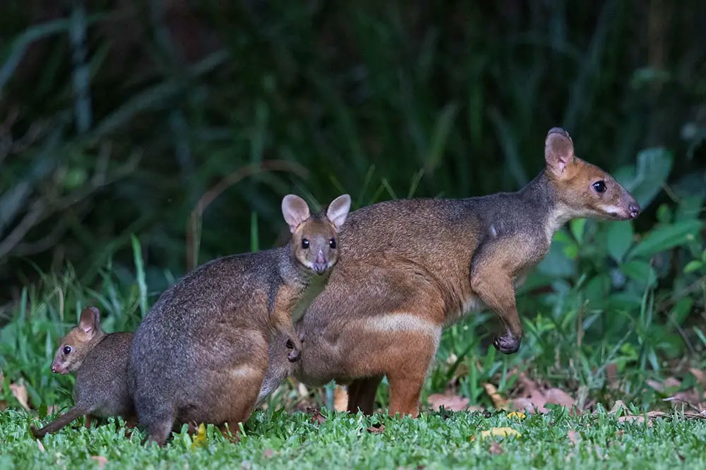 Family of red legged pademelons