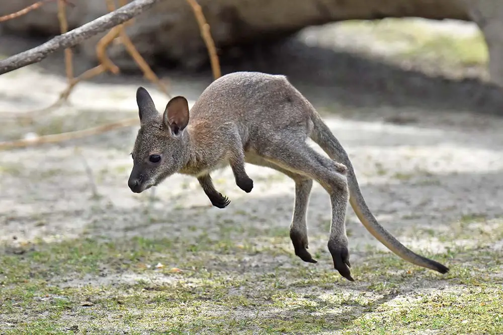 A young red-necked wallaby