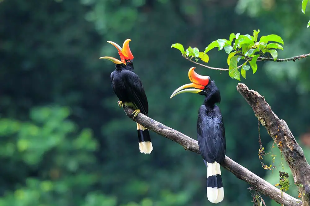 Rhinoceros Hornbill in Sumatra, Indonesia