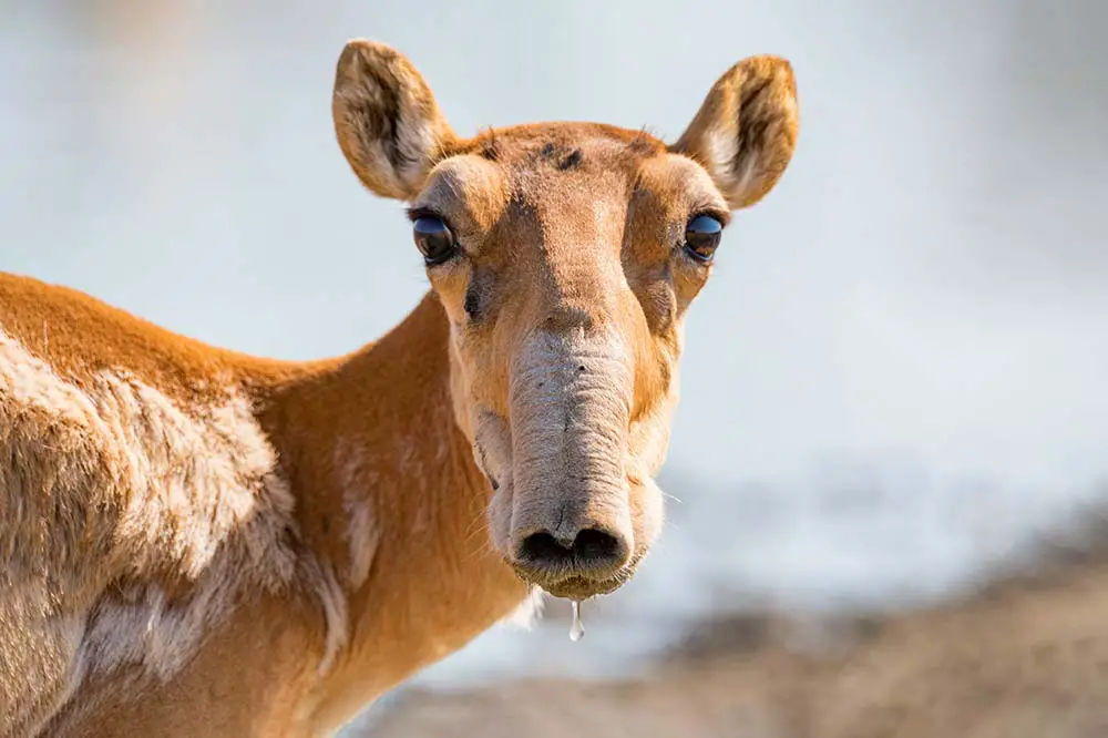 Saiga antelope in the steppe