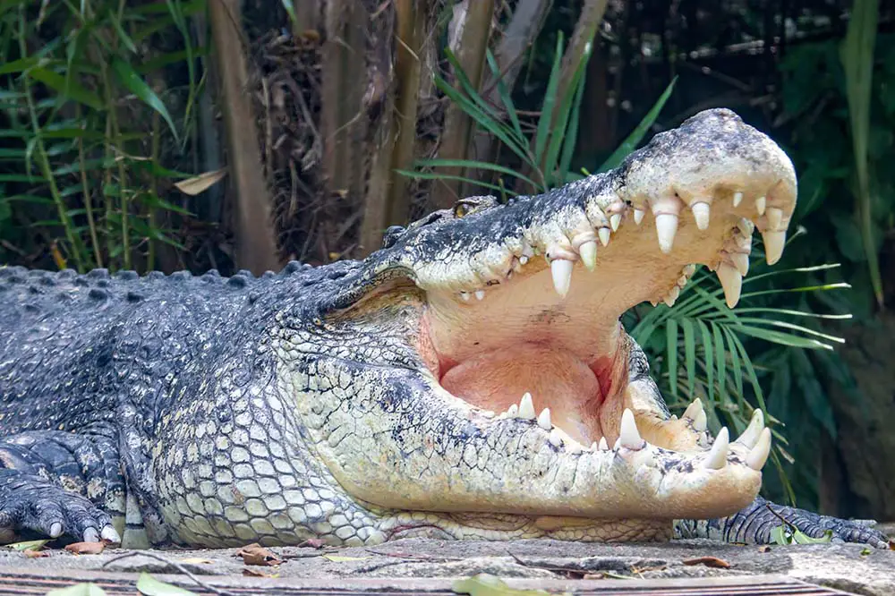 Saltwater crocodile