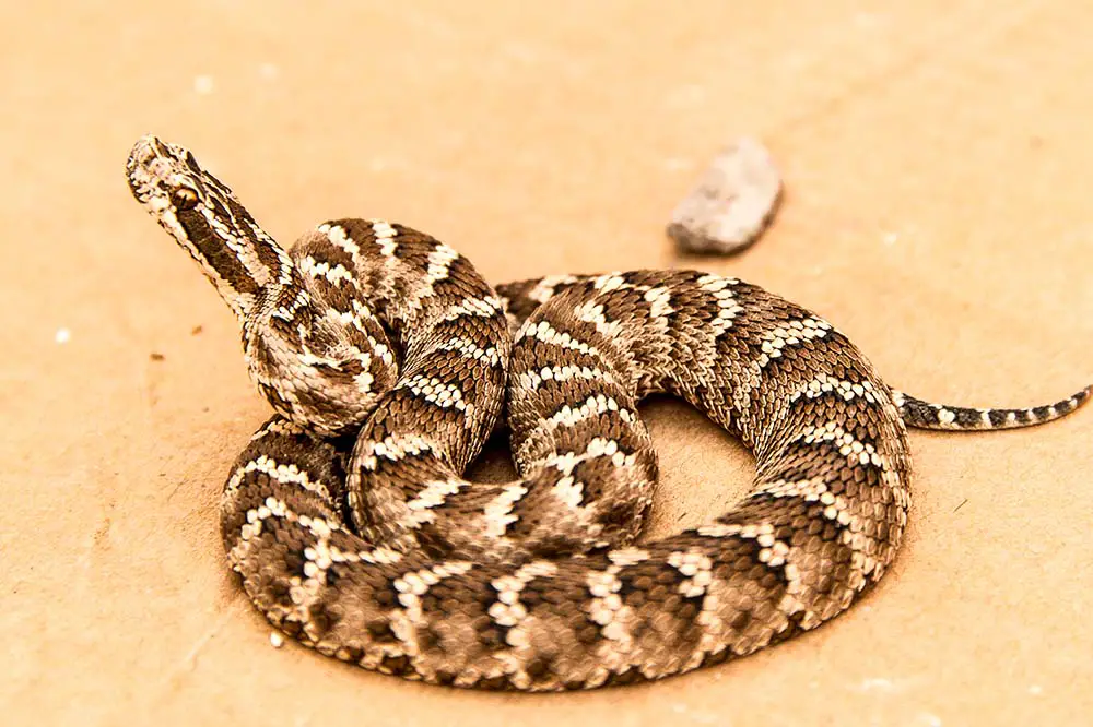 Siberian pit viper Eastern Gobi, Mongolia