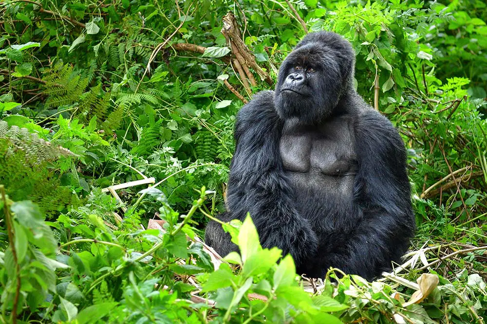 Silverback mountain gorilla in Rwanda
