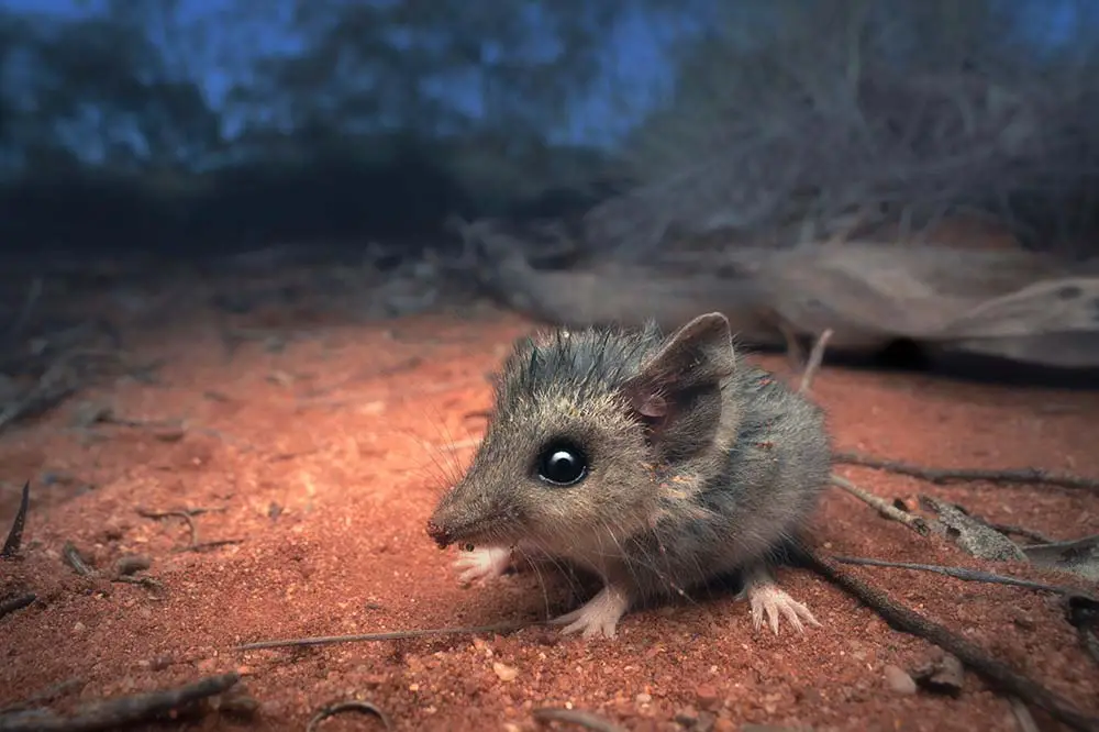 Slender-tailed dunnart