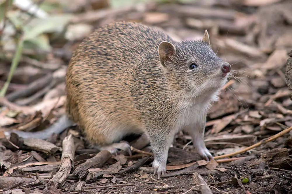 Southern brown bandicoot