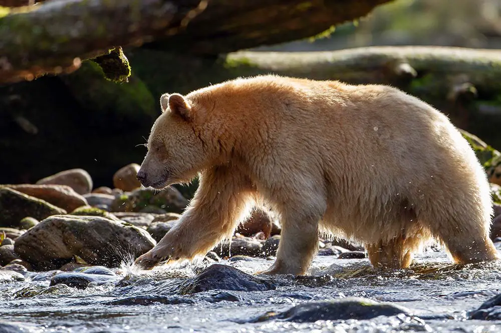Spirit Bear searching for salmon in river, Pacific Coast, BC, Canada