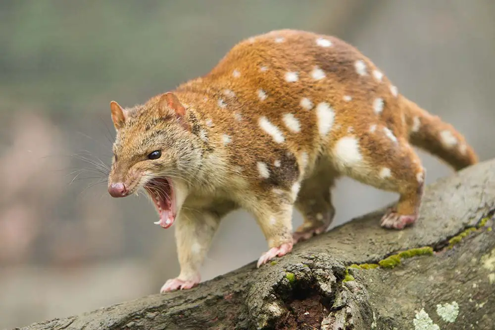 Spotted Quoll Snarling and Showing Teeth
