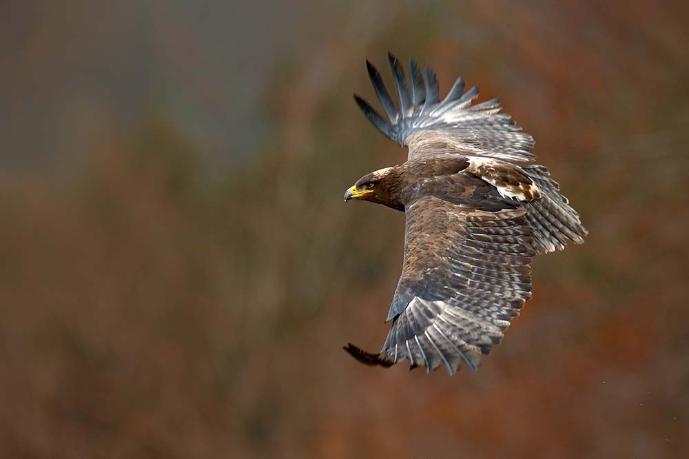 Steppe Eagle