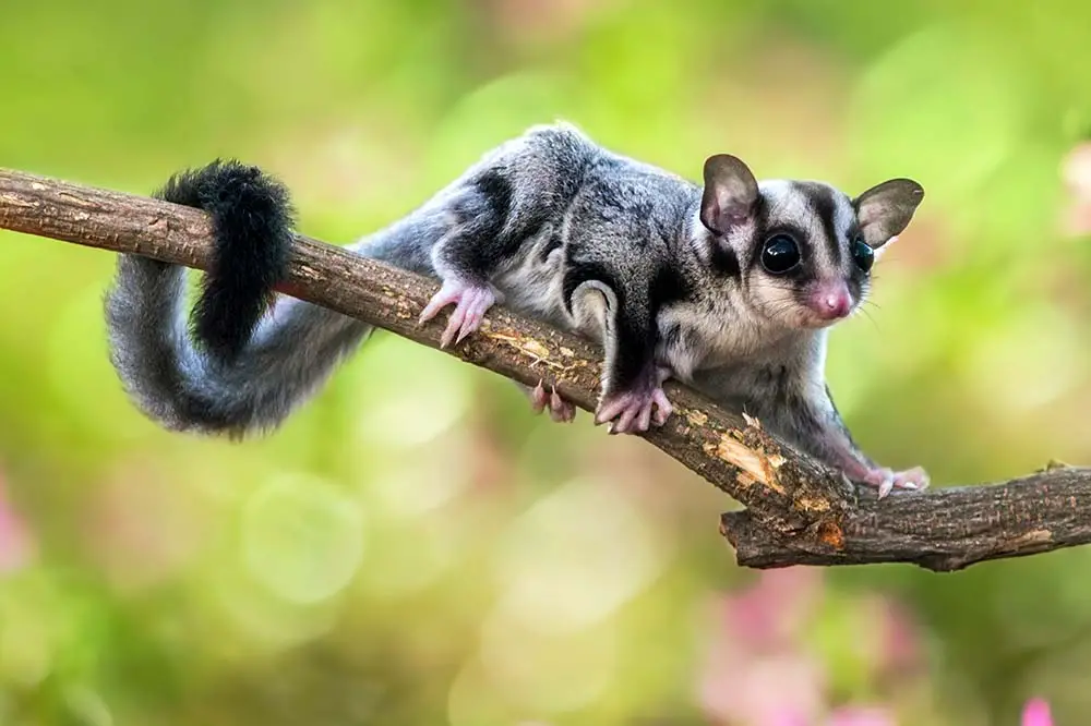 Sugar Glider