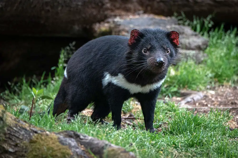 Tasmanian Devil in woodland