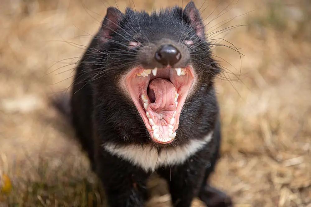 Tasmanian Devil showing teeth