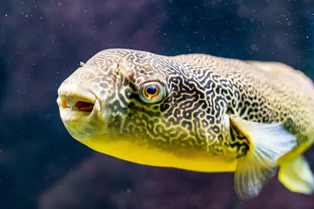 Tetraodon Mbu Freshwater Puffer Fish