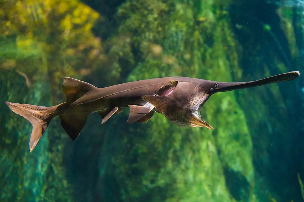 The Mississippi Paddlefish