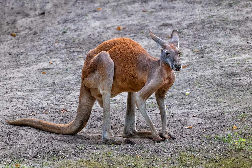 The red kangaroo