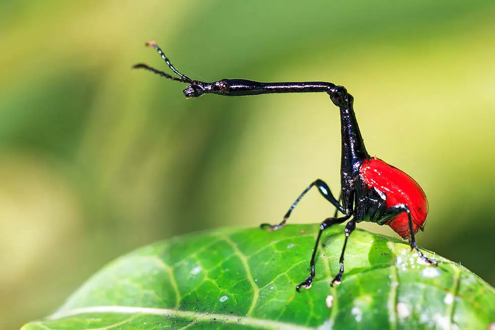 The giraffe weevil in Andasibe Mantadia National Park, Madagascar