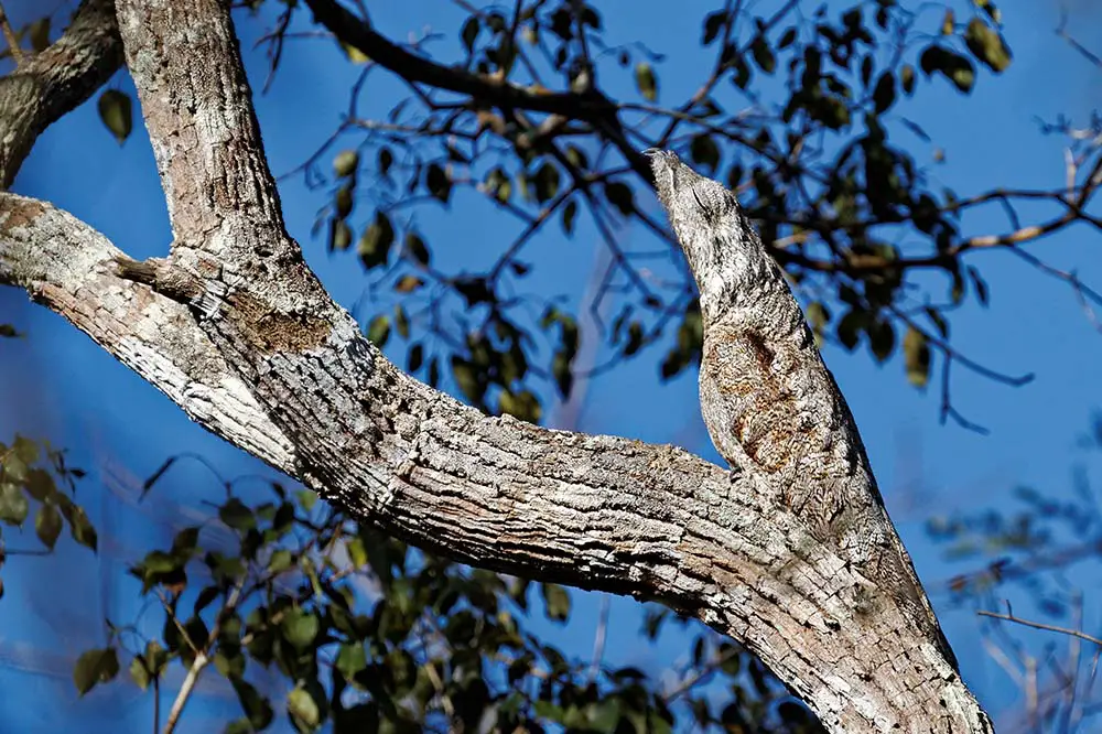 A Camouflaged Potoo