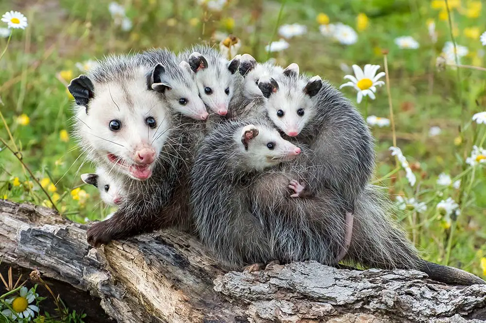 Virginia Opossum