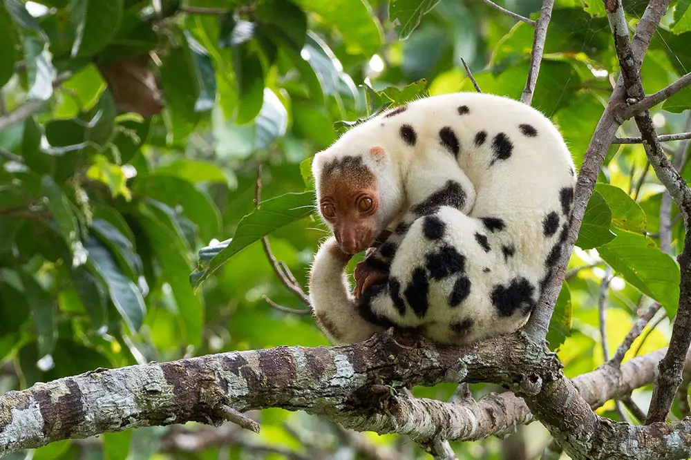 Waigeo spotted Cuscus