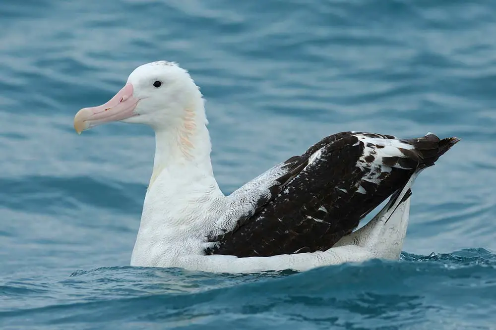 Wandering Albatross in The Ocean