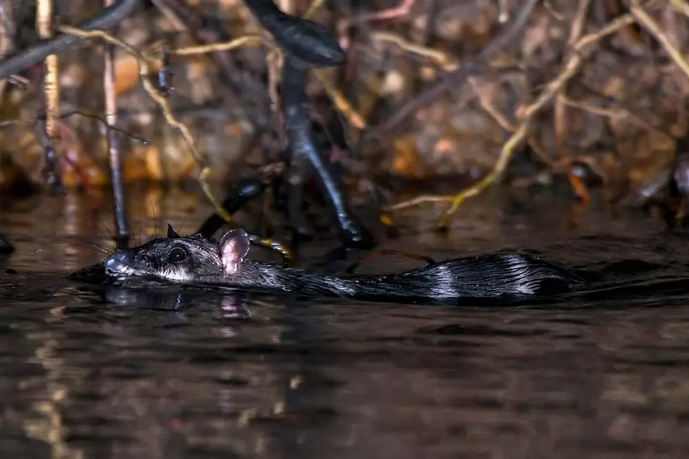 Water Opossum