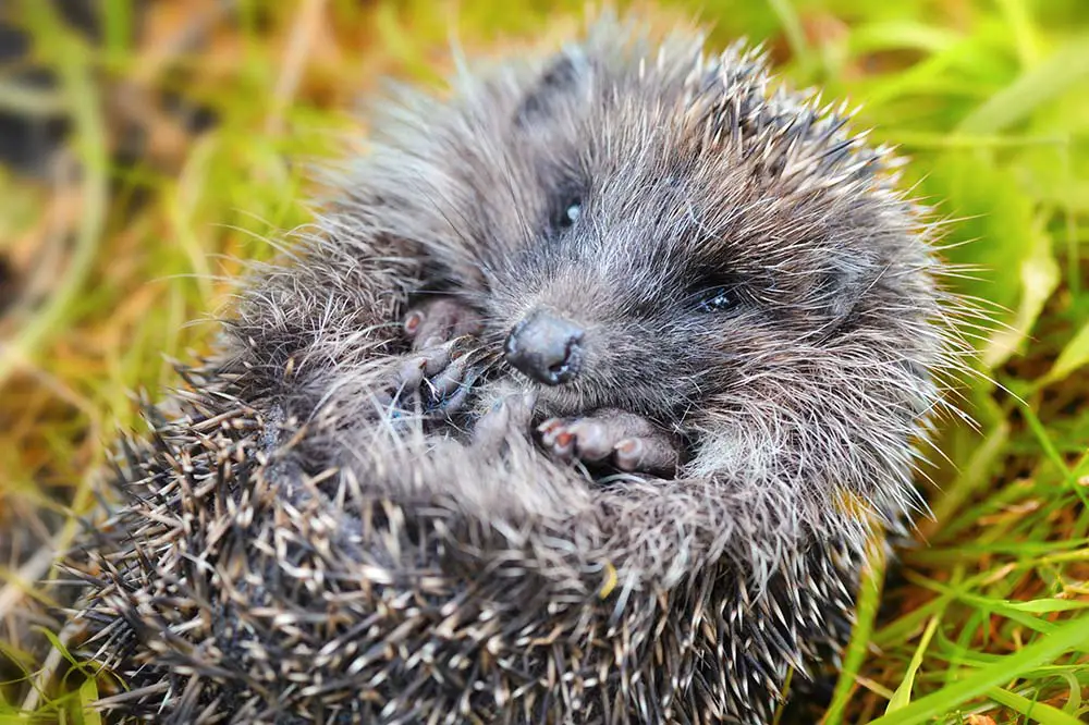 Western European Hedgehog