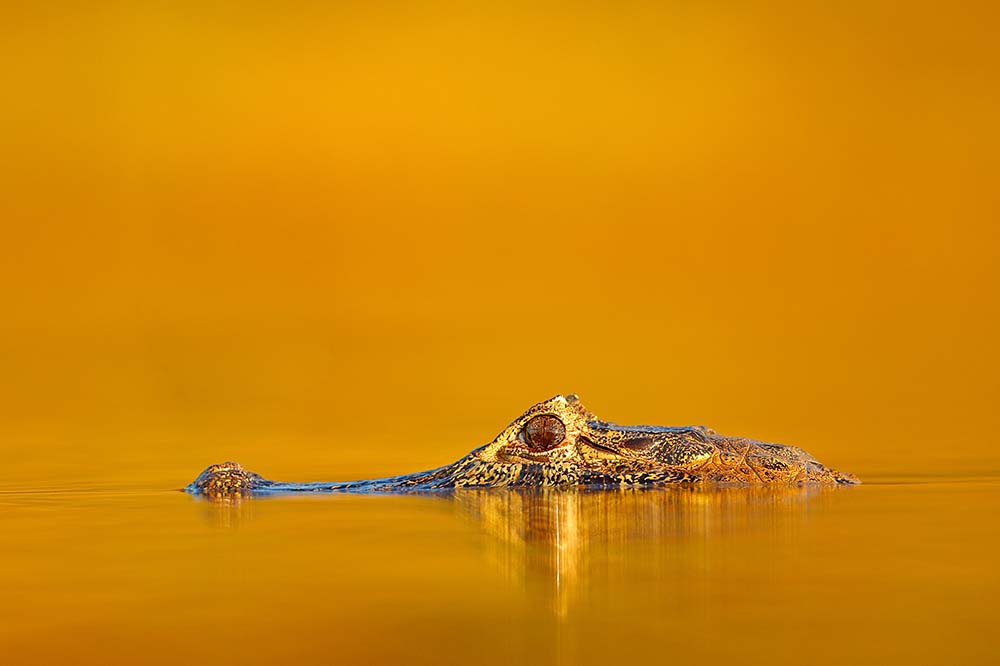 Yacare Caiman, Pantanal, Bolivia