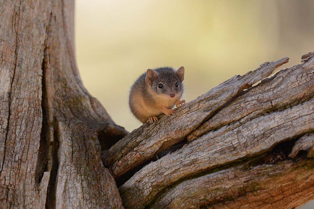 Yellow Footed Antechinus