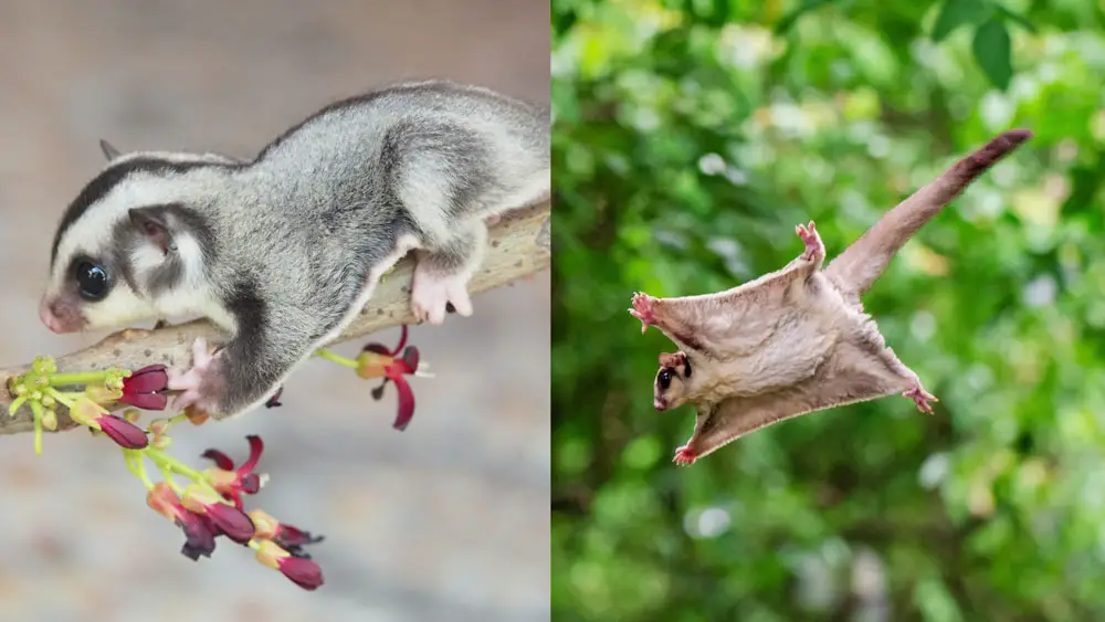 Sugar glider flaps