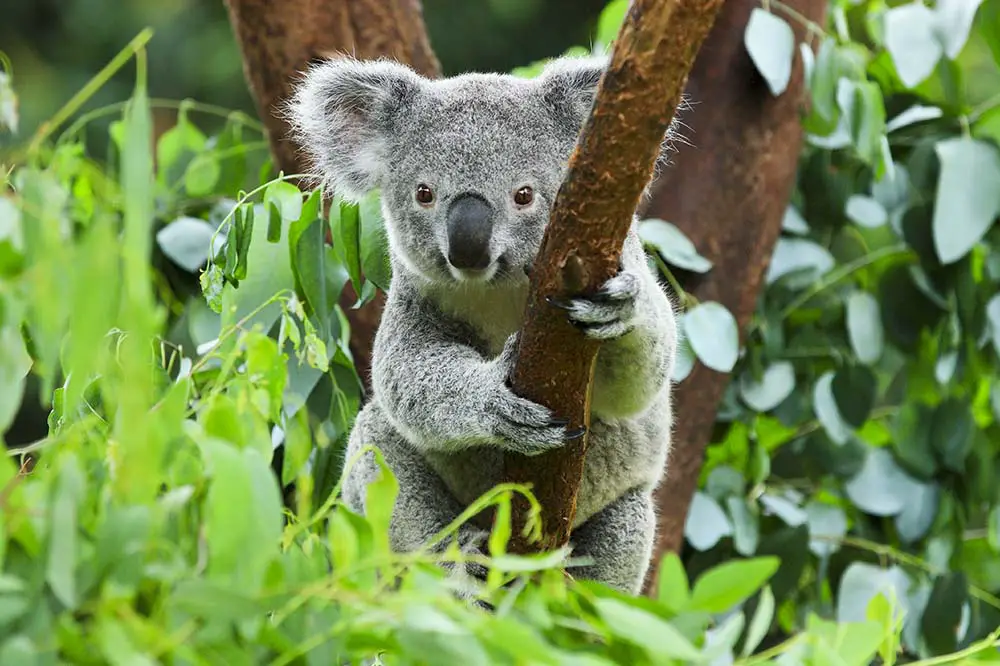 Koala