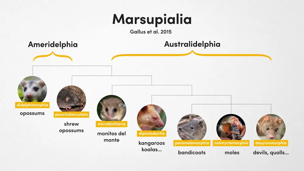 Marsupialia Cladogram