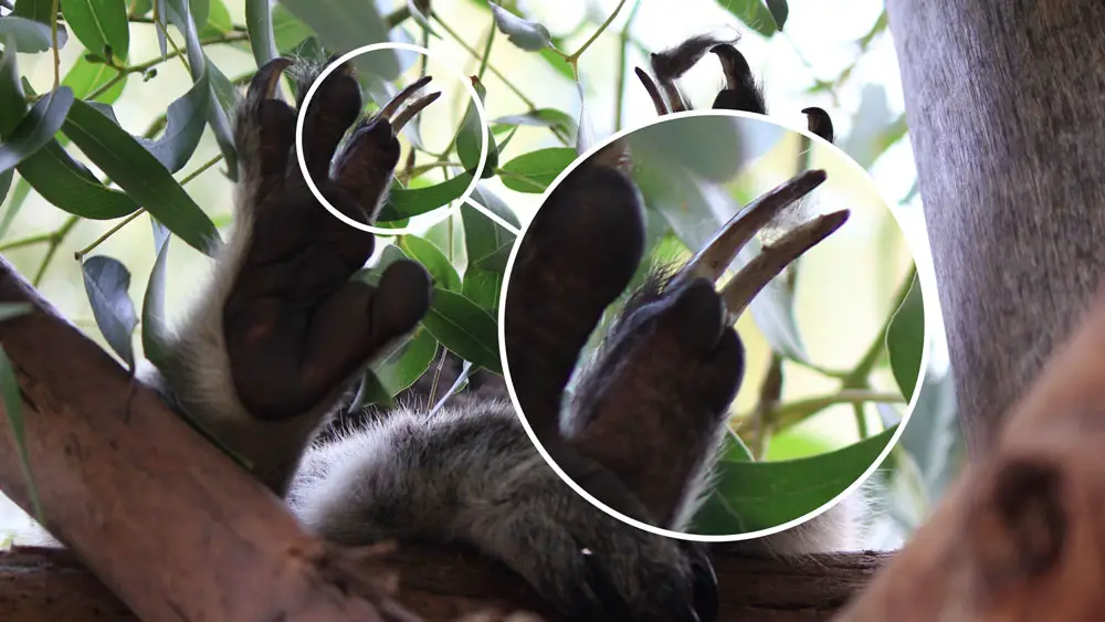 A koala's foot