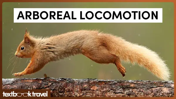 How Animals Climb Trees | Arboreal Locomotion - Textbook Travel