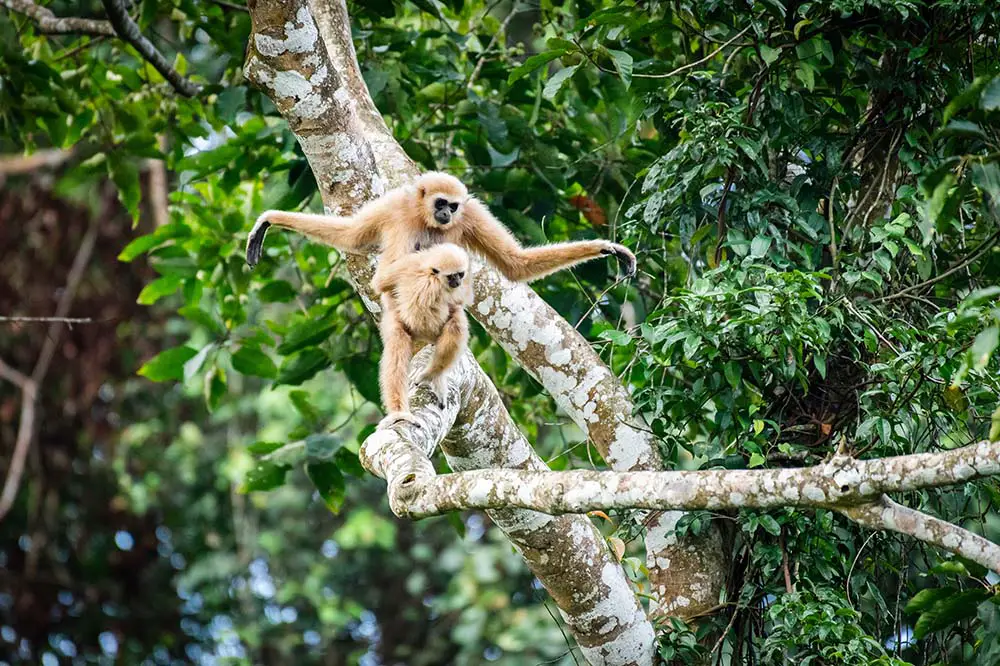 Common gibbon in Khao Yai National Park