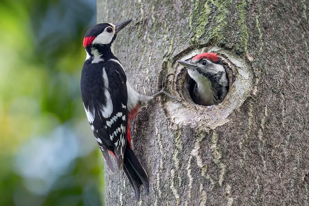Father and son woodpeckers