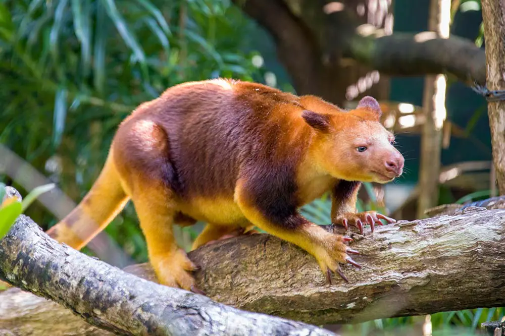 Goodfellow's tree-kangaroo