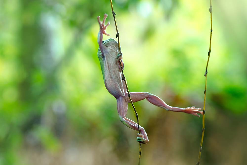 Green tree frog climbing