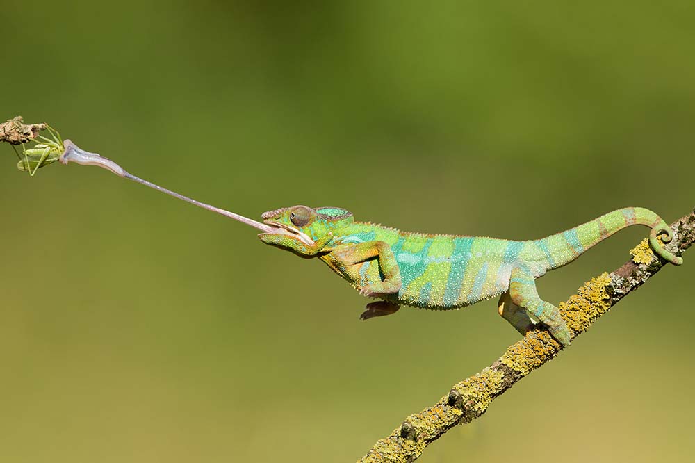 Panther chameleon