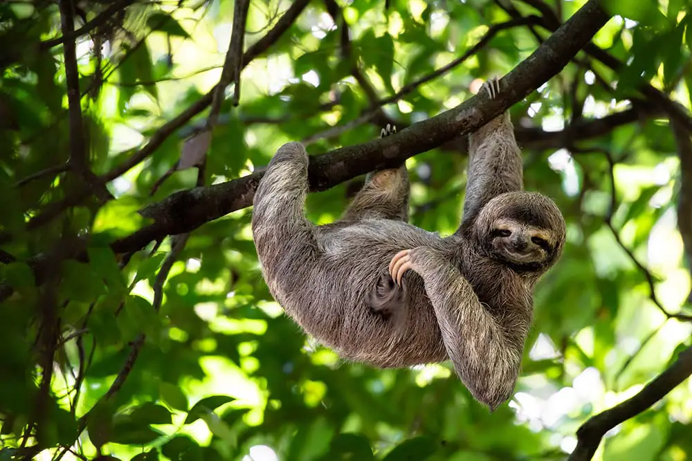 Sloth hanging on tree branch in Costa Rica