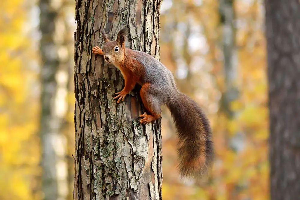 How Animals Climb Trees | Arboreal Locomotion - Textbook Travel