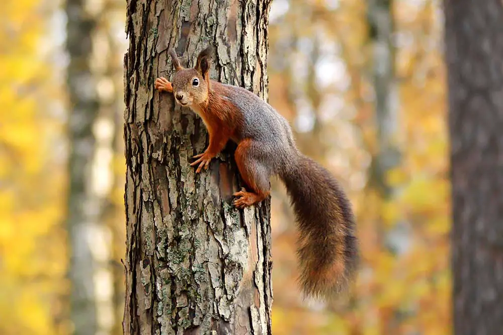 Squirrel climbing a tree