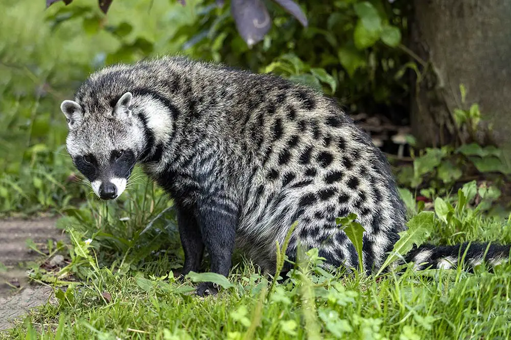 African civet