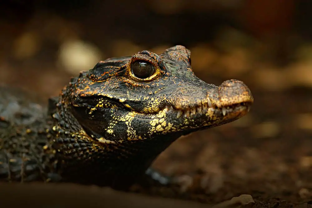 African dwarf crocodile