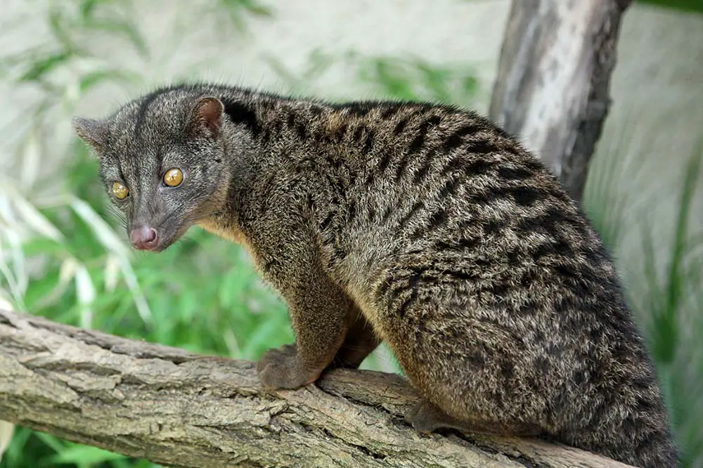 African palm civet