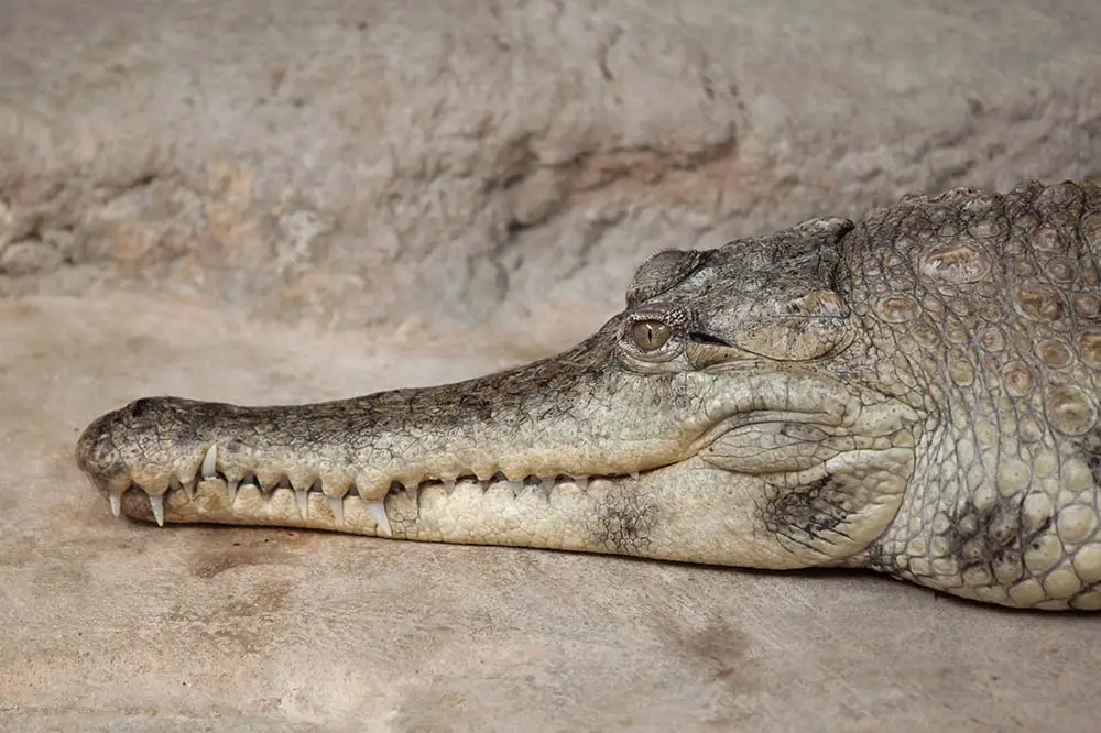 African slender-snouted crocodile