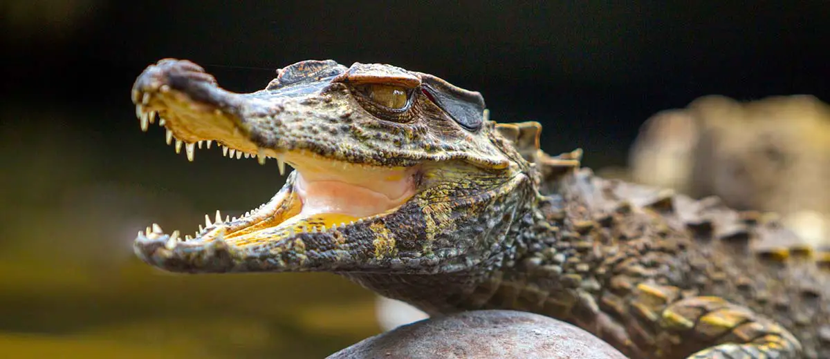 All 27 Species of Crocodilian