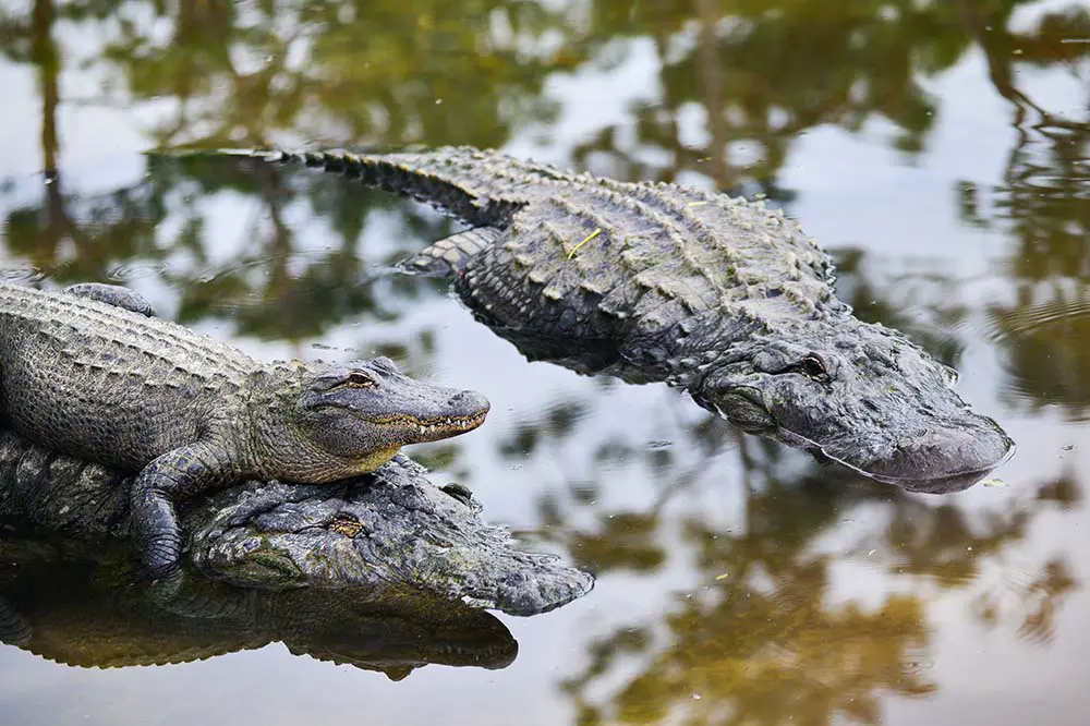 Alligator family with mother carrying her child