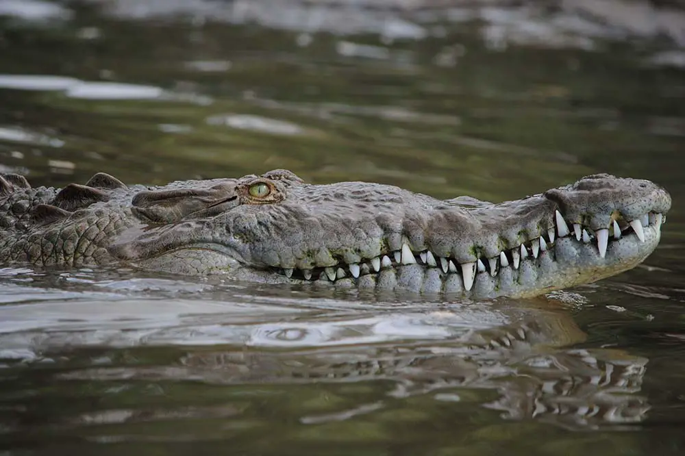 American crocodile