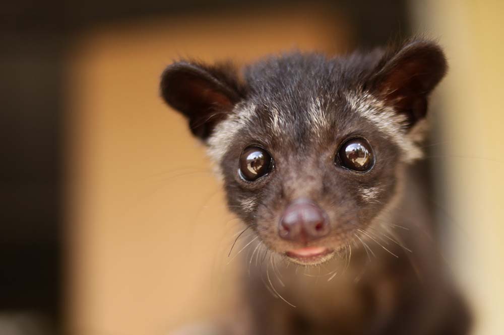 Asian civet