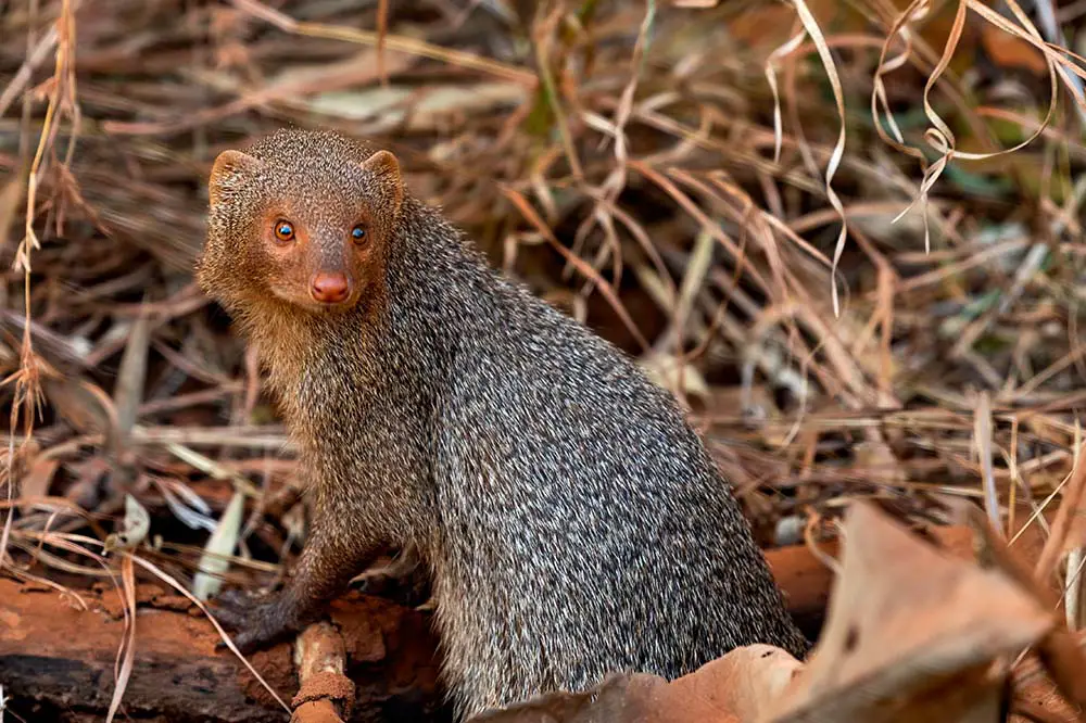 Beautiful Indian grey mongoose