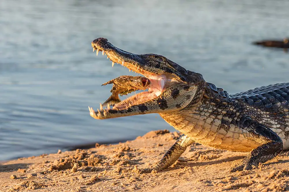 Black caiman eating a fish